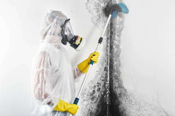 Best Commercial Mold Inspection  in Waimanalo Beach, HI