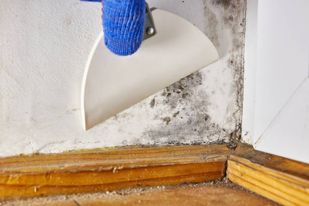 Best Mold Documentation for Insurance Claims  in Waimanalo Beach, HI